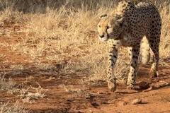 IMG_5435